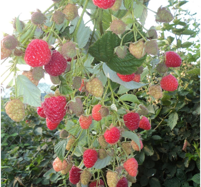 Саджанці малини Maravilla (Маравилла), ORIGINAL