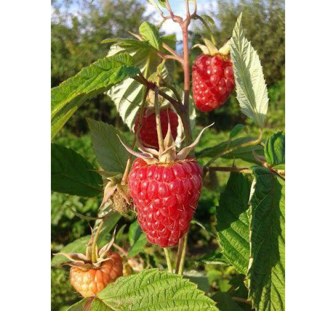 Саджанці малина сорт Поемат