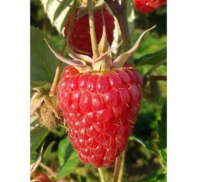 Саджанці малина сорт Поемат