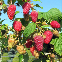 Саджанці малина сорт Поемат