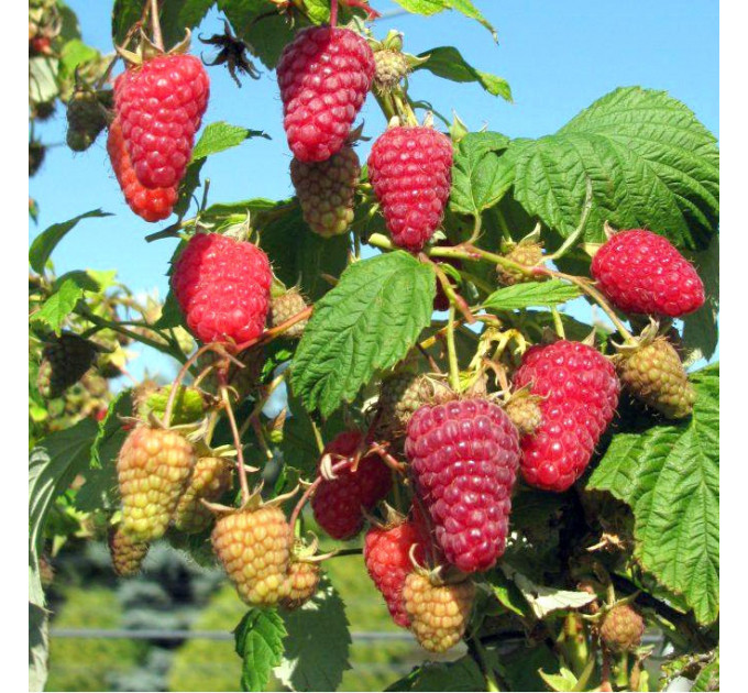 Саджанці малина сорт Поемат