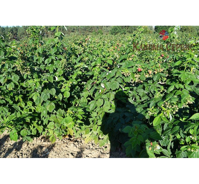 Саджанці малини Maravilla (Маравилла), ORIGINAL