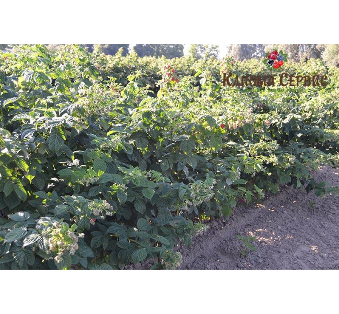 Саджанці малини Maravilla (Маравилла), ORIGINAL