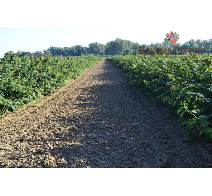 Саджанці малини Maravilla (Маравилла), ORIGINAL