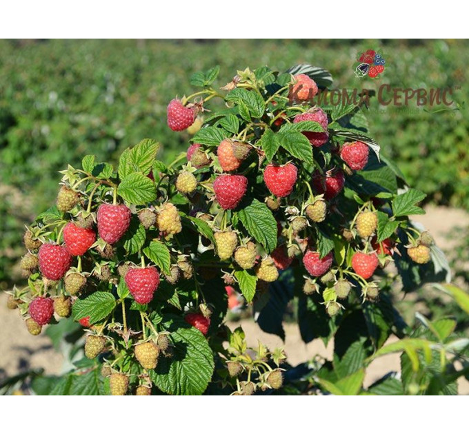 Саджанці малини Maravilla (Маравилла), ORIGINAL