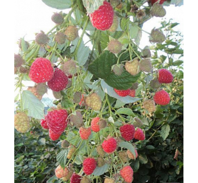 Саджанці малини сорт Маравилла (Maravilla), 2 гатунок