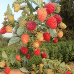 Саджанці малини сорт Маравилла (Maravilla), 2 гатунок