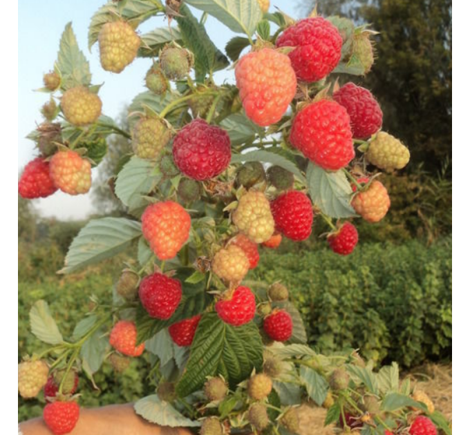 Саджанці малини сорт Маравилла (Maravilla), 2 гатунок