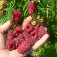 Малина "Джоан Джей" (ремонтантна)