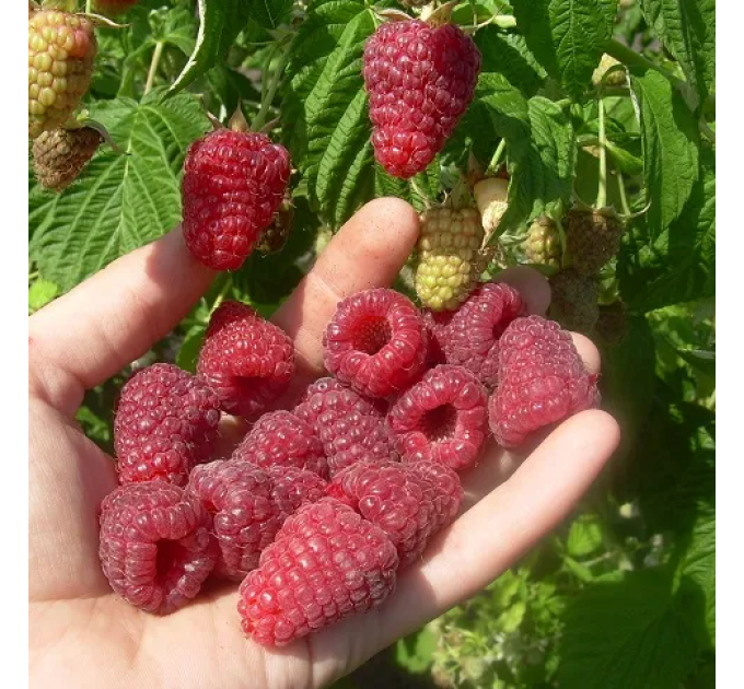 Малина "Джоан Джей" (ремонтантна)