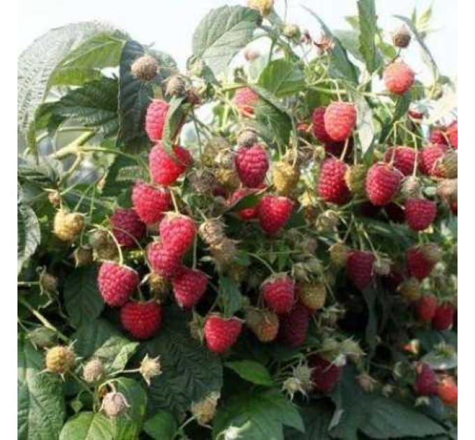 Малина "Джоан Джей" (ремонтантна)