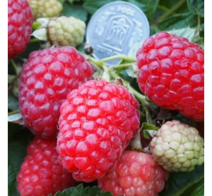 Саджанці малини сорт Каскад Делайт