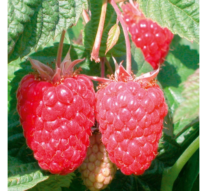 Саджанці малини сорт Каскад Делайт