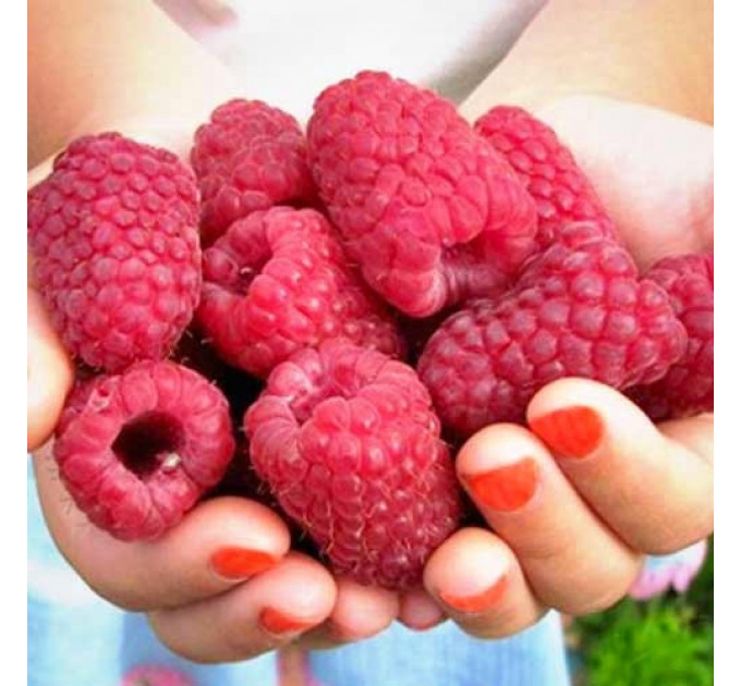 Саджанці малини сорт Каскад Делайт