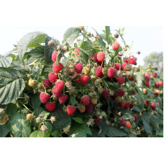 Саженцы малины Химбо Топ (ремонтантная), 2 сорт