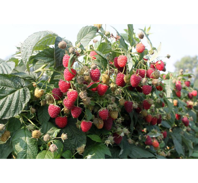 Саджанці малини Химбо Топ (ремонтантна), 2 гатунок