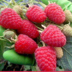 Саженцы малины сорт Мапема, ІІ сорт