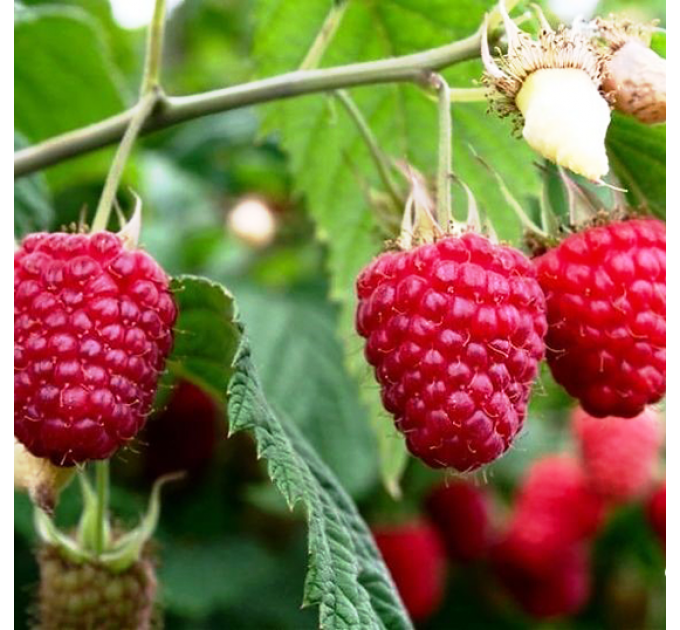 Саджанці малини сорт Еріка