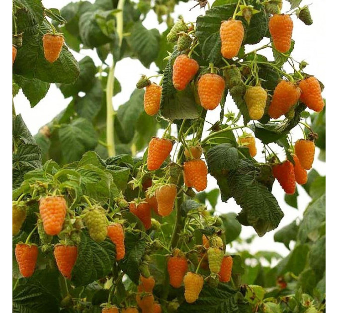 Саджанці малини сорт Помаранчеве диво, 2 гатунок