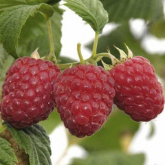 Саженцы малины сорт Эрика