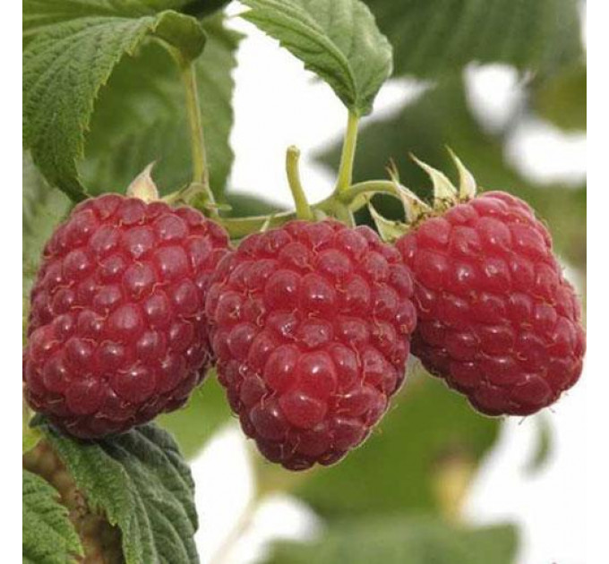 Саджанці малини сорт Еріка