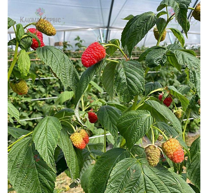 Саженцы малины сорт Мапема, ІІ сорт