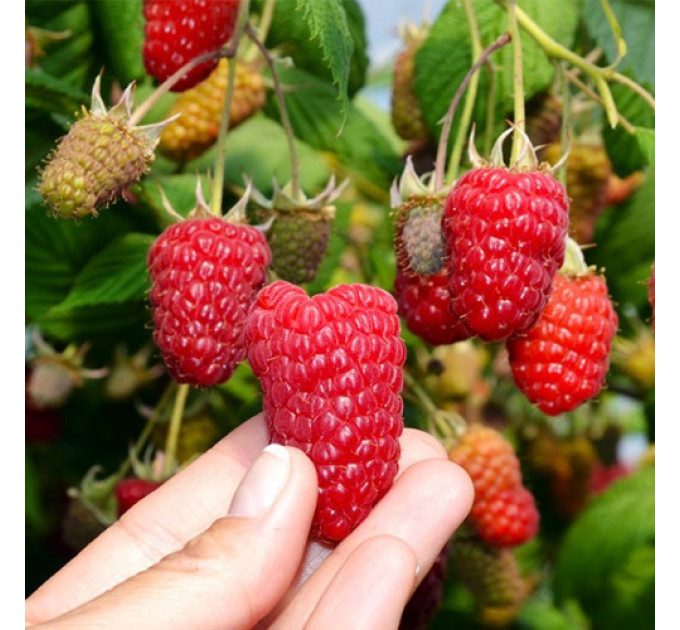 Малина сорт Енросадіра