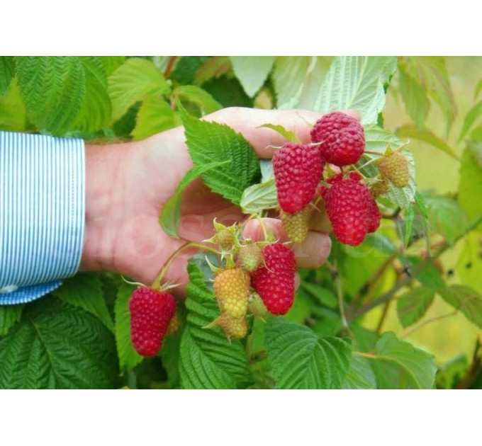 Малина сорт Енросадіра