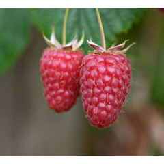 Саженцы малины "Туламин" (среднего срока)