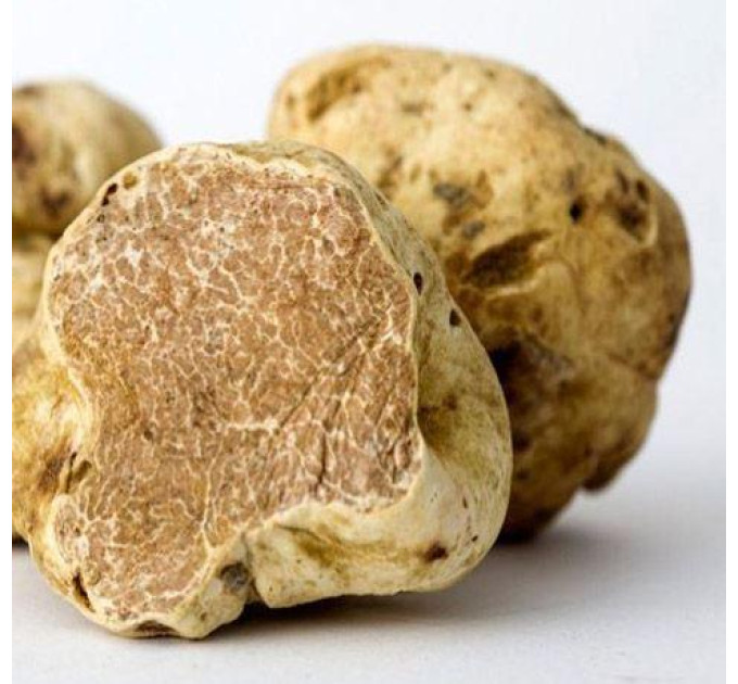 Мицелий гриба Трюфель белый 5г