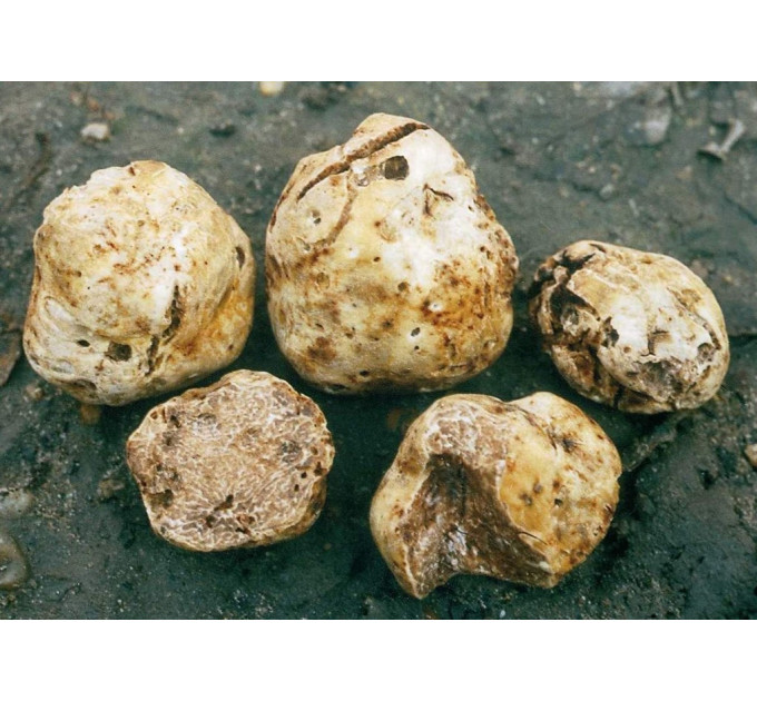 Мицелий гриба Трюфель белый 5г