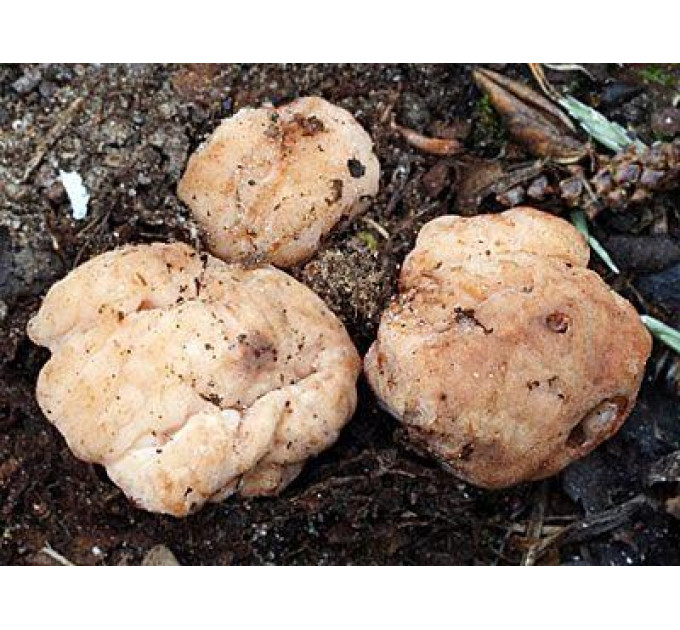 Мицелий гриба Трюфель белый 5г