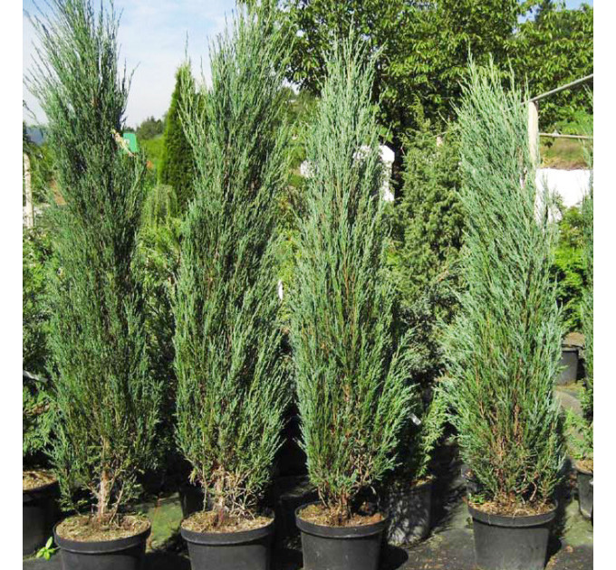 Можжевельник скальный Blue Arrow (Блу Ерроу), 7.5 л. H 60-70 см