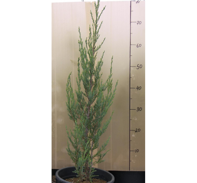 Можжевельник скальный Blue Arrow (Блу Ерроу), 7.5 л. H 60-70 см