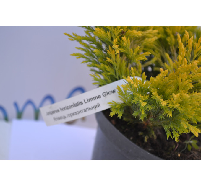 Можжевельник горизонтальный "LimmeGlow" 15 -25cm (3л.)
