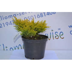 Можжевельник горизонтальный "LimmeGlow" 15 -25cm (3л.)