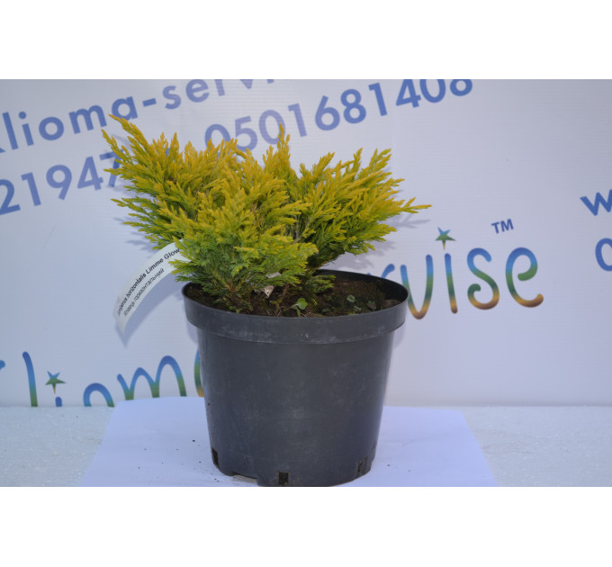 Можжевельник горизонтальный "LimmeGlow" 15 -25cm (3л.)