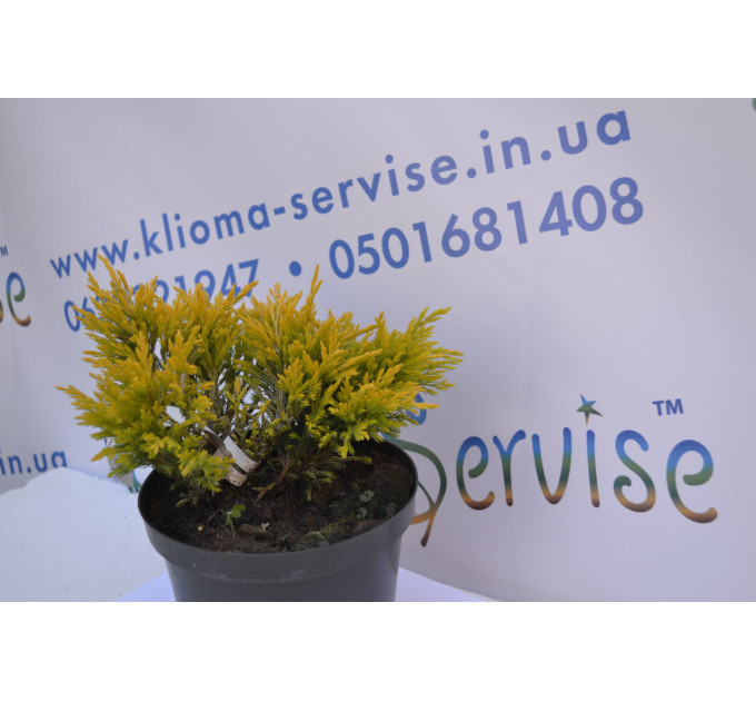 Можжевельник горизонтальный "LimmeGlow" 15 -25cm (3л.)