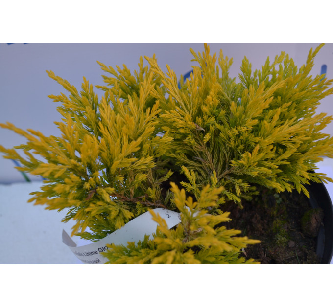 Можжевельник горизонтальный "LimmeGlow" 15 -25cm (3л.)