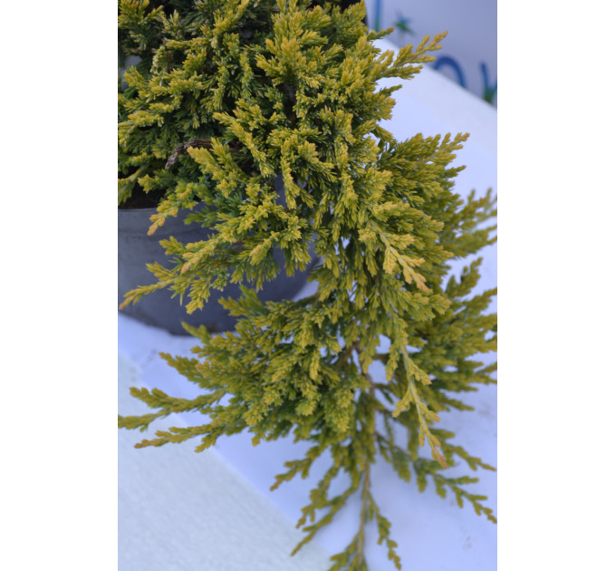 Можжевельник горизонтальный Голден Карпет "Golden Carpet" D 35-40