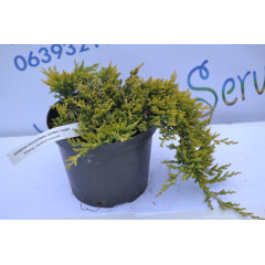 Можжевельник горизонтальный Голден Карпет "Golden Carpet" D 35-40