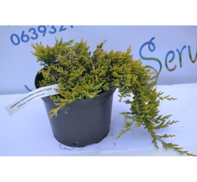 Можжевельник горизонтальный Голден Карпет "Golden Carpet" D 35-40