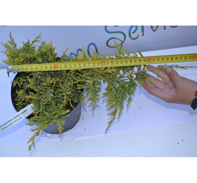 Можжевельник горизонтальный Голден Карпет "Golden Carpet" D 35-40