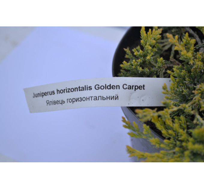 Можжевельник горизонтальный Голден Карпет "Golden Carpet" D 35-40
