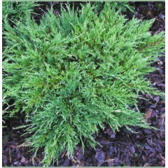 Можжевельник горизонтальный «Andorra Compact», контейнер Р2 20-30 см