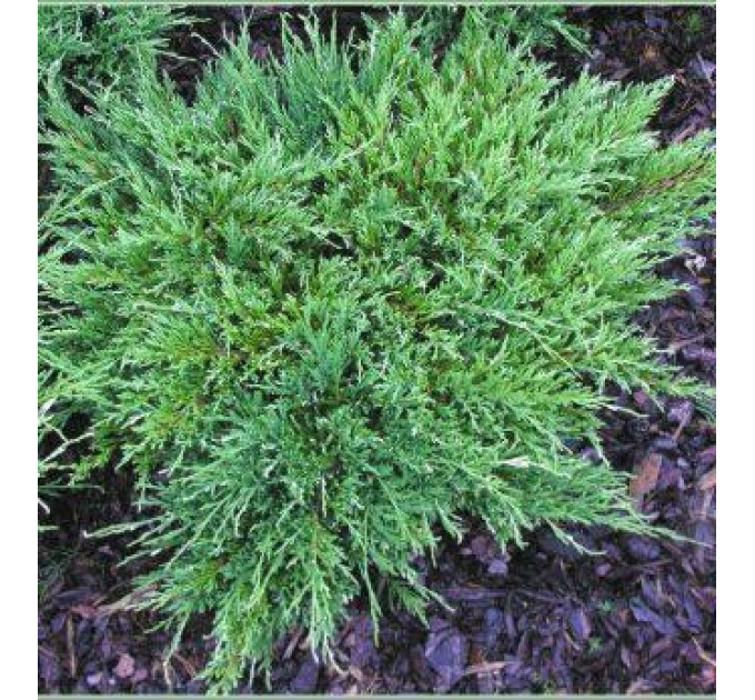 Можжевельник горизонтальный «Andorra Compact», контейнер Р2 20-30 см