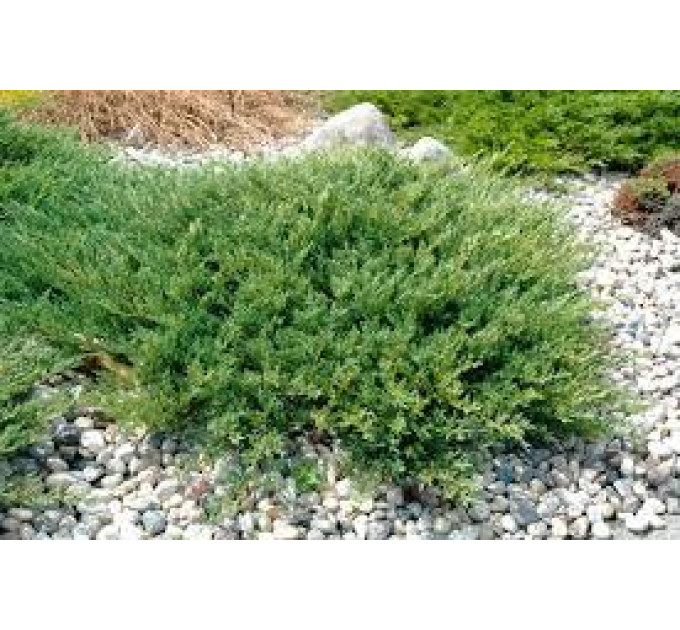 Можжевельник горизонтальный «Andorra Compact», контейнер Р2 20-30 см