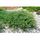 Можжевельник горизонтальный «Andorra Compact», контейнер Р2 20-30 см
