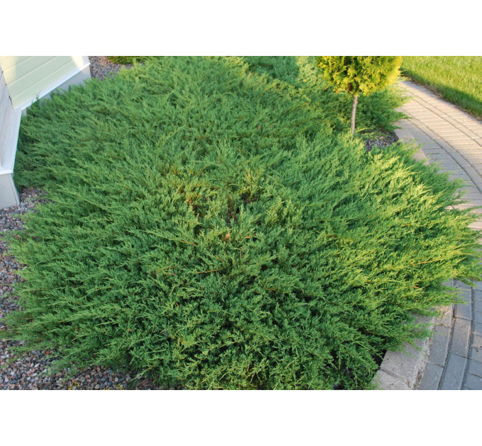 Можжевельник горизонтальный «Andorra Compact», контейнер Р2 20-30 см