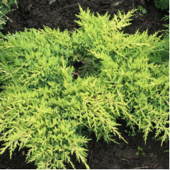 Можжевельник средний Gold Star (Голд Стар), p9 10-12 см
